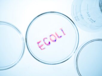 E. coli safety