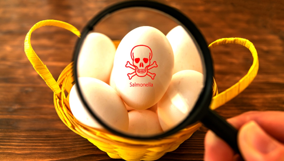 dreamstime_egg-salmonella