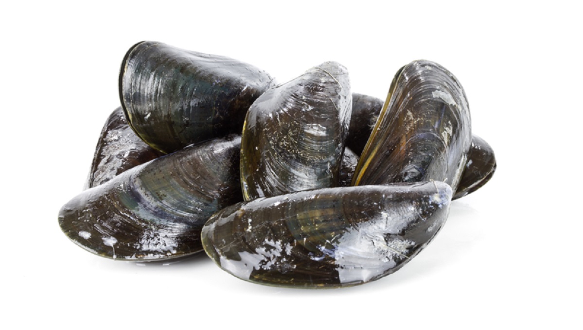 dreamstime_mussels-bivalve-molluscs-seafood-shellfish
